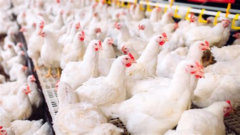 registered poultry farms in the philippines 2023|La Union law makes digital registration of poultry, livestock.
